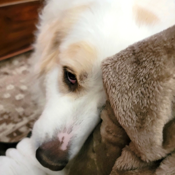 I changed my User Name to Tracey63Posh from treycbr - Picture 1 of 1